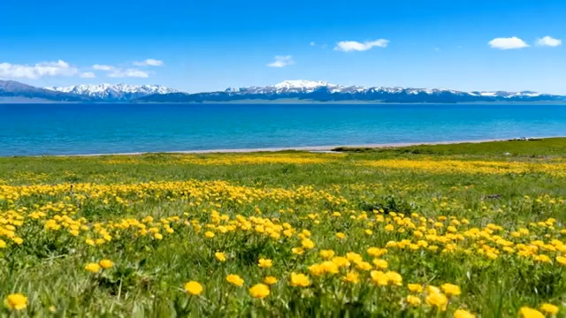  赛里木湖湖畔花海自然风光2671#横屏 	 