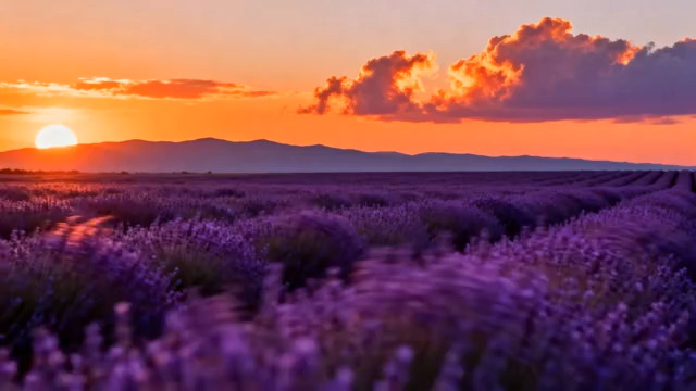  日落时分薰衣草田全景2710#横屏 	 