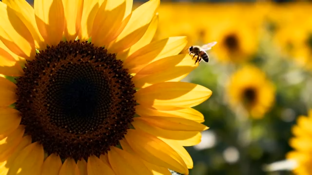 向日葵花海中蜜蜂采蜜画面2492#横屏 
