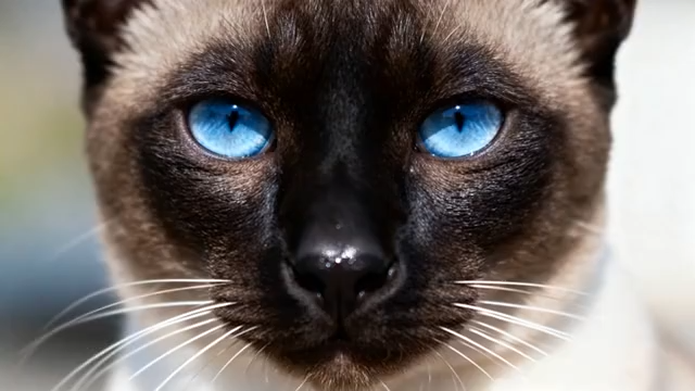 暹罗猫蓝眼睛特写2458#横屏 