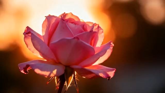 夕阳下绽放的粉色玫瑰4700#横屏 