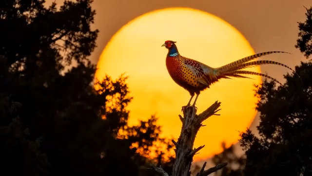 夕阳下枝头站立的彩色雉鸡903#横屏 