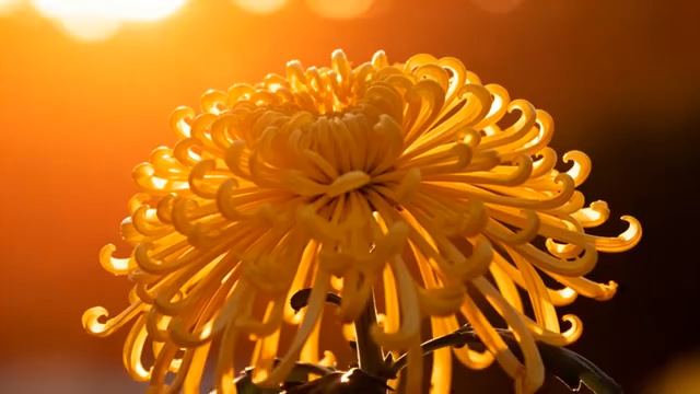 夕阳下特写黄色菊花4325#横屏 