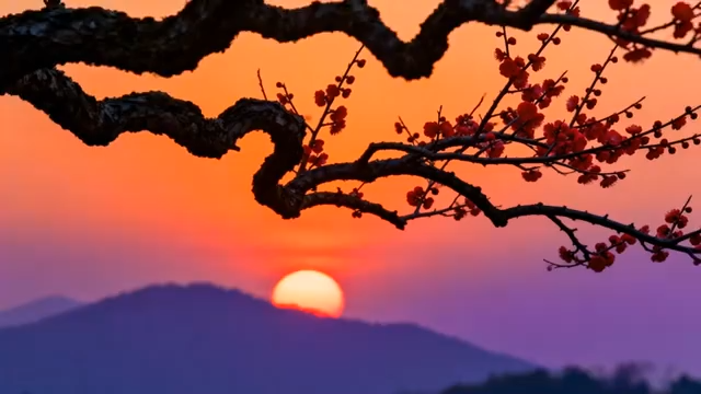夕阳下红梅树枝与远山景观4707#横屏 