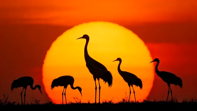 夕阳下鹤群剪影5256#横屏 