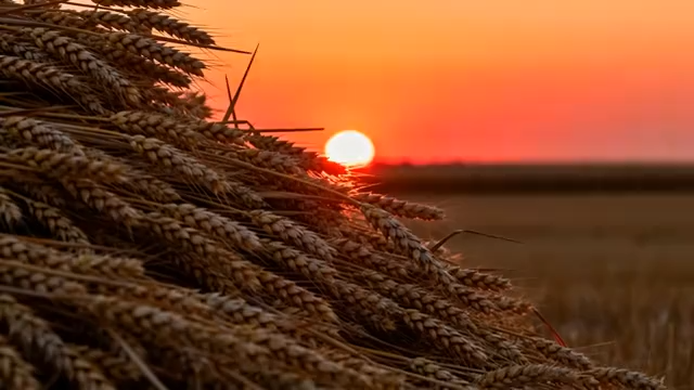 夕阳下麦田麦穗特写1010#横屏 