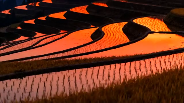 夕阳下的梯田美景836#横屏 