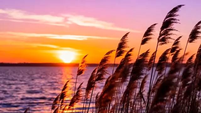 阳下湖边摇曳的芦苇4395#横屏 