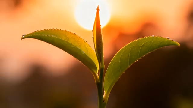 夕阳下嫩绿茶叶特写3912#横屏 