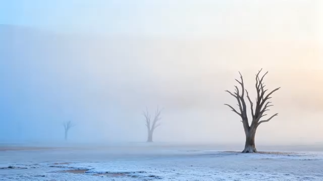 雾中荒野枯树景象4122#横屏 