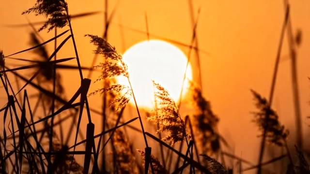 夕阳下的芦苇景观1888#横屏 