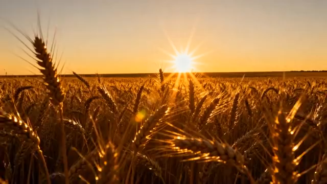 夕阳下的麦田风光3382#横屏 