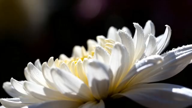 微距特写白色菊花带水珠画面2516#横屏 