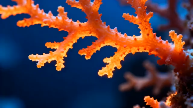 距拍摄海底珊瑚3622#横屏 