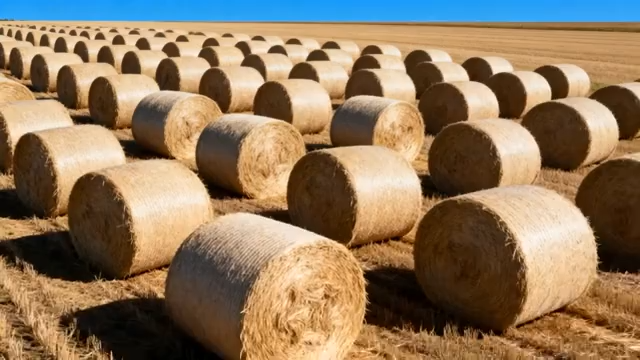 野中整齐排列的干草捆2403#横屏 