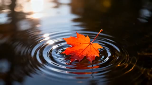 水面漂浮的红色枫叶(1)2675#横屏 