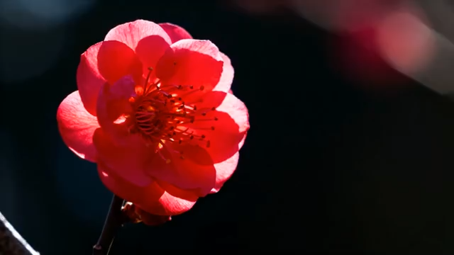 特写红色梅花花朵1143#横屏 