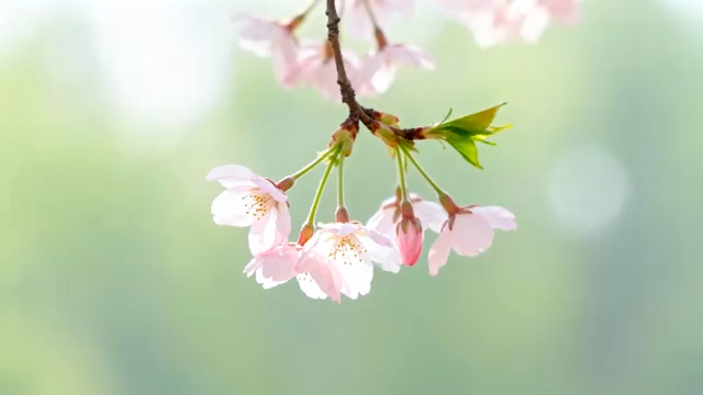 特写粉色樱花花朵4956#横屏 