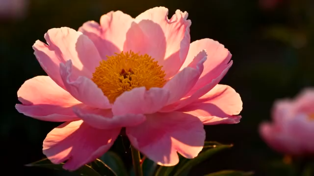 特写粉色牡丹花910#横屏 