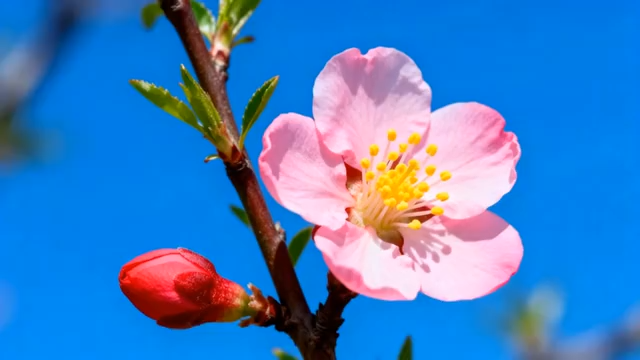特写粉色桃花花朵(1)1184#横屏 