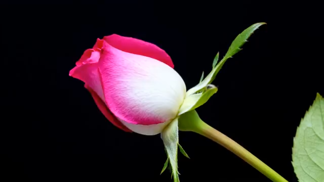 特写粉色渐变玫瑰花素材5270#横屏 