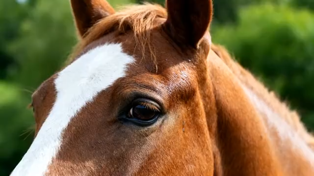 特写棕色马匹头部301#横屏 