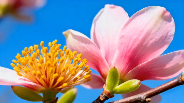 特写粉色玉兰花花朵2500#横屏 