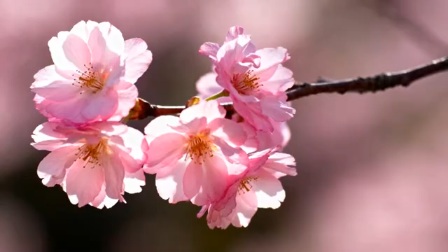 特写盛开的粉色樱花5281#横屏 