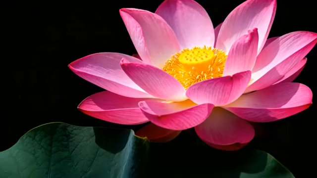 特写盛开的粉色荷花(1)5206#横屏 