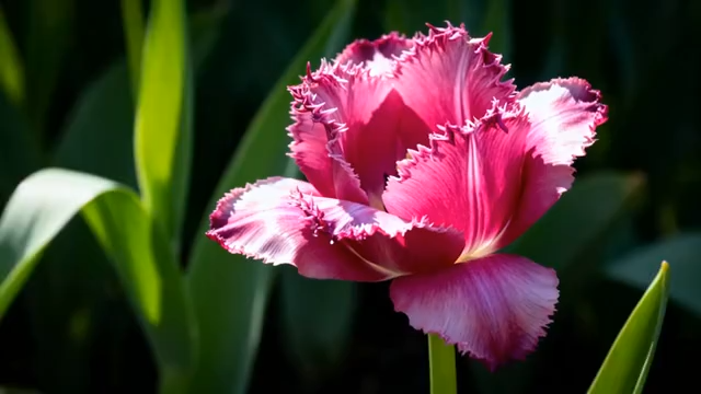 特写粉色郁金香花卉素材163#横屏 