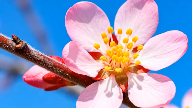 特写粉色花朵与蓝天背景4459#横屏 