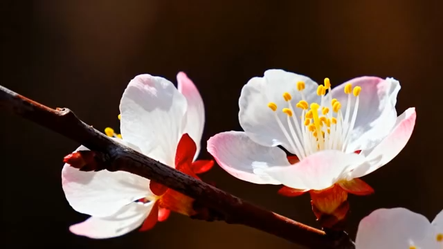 特写粉色花朵枝头绽放3115#横屏 