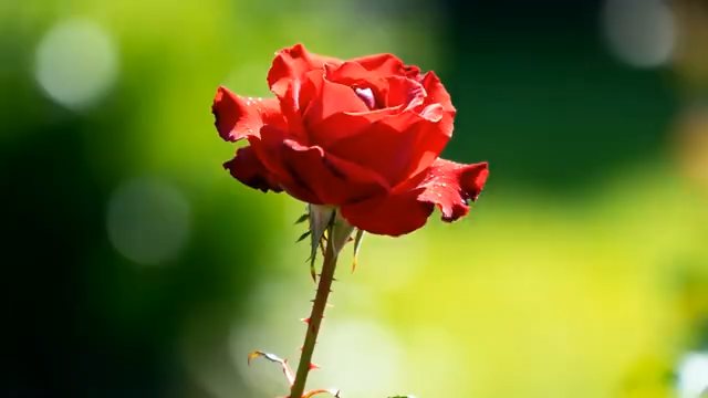 特写红色娇艳玫瑰花678#横屏 