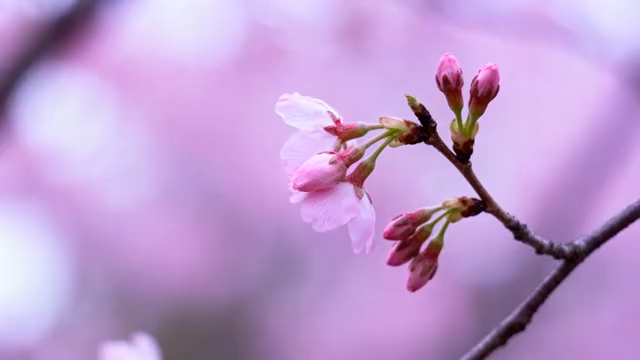 特写粉色樱花花枝1449#横屏 