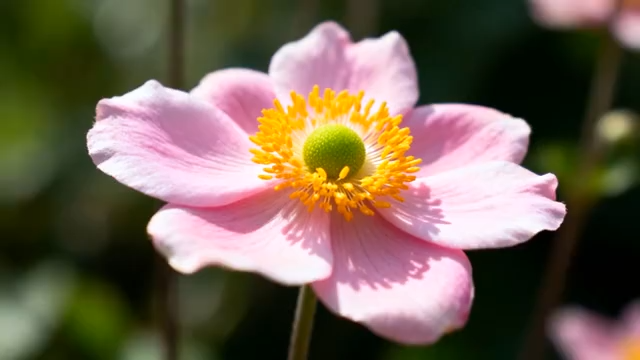 特写粉色花朵4468#横屏 