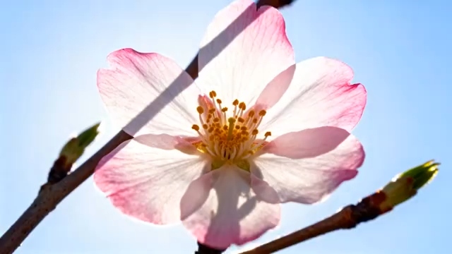 写绽放的粉色樱花4576#横屏 