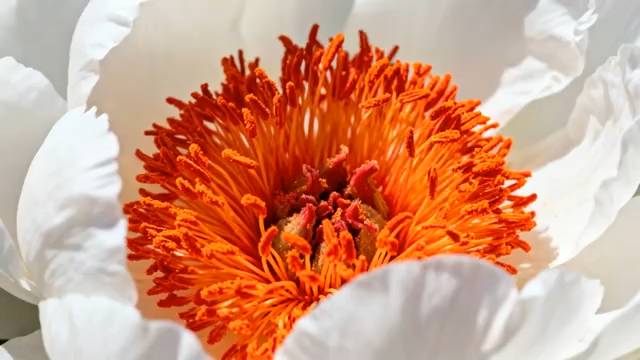 特写白牡丹花朵5485#横屏 