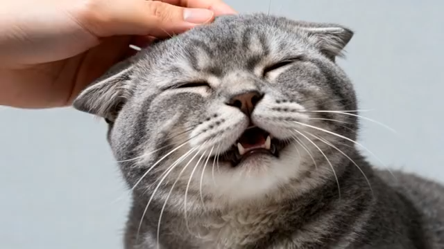 手抚摸猫咪头部画面4902#横屏 