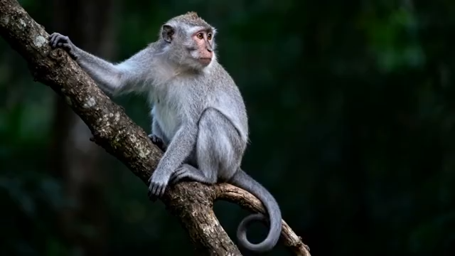 树枝上的猕猴特写973#横屏 