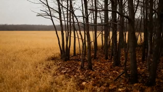 树林旁的金黄草地景观5549#横屏 