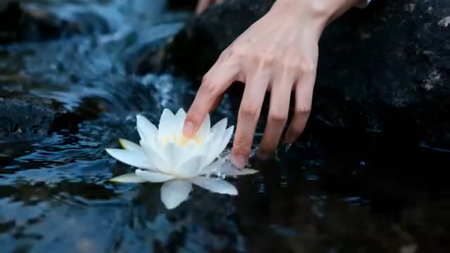 手触摸水中白色荷花637#横屏 