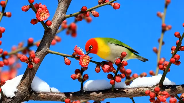  鸟儿枝头啄食红梅画面1707#横屏 	 