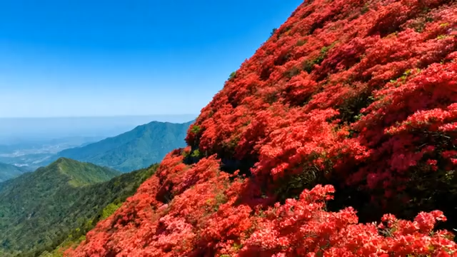 山坡盛开的大片杜鹃花风景2568#横屏 