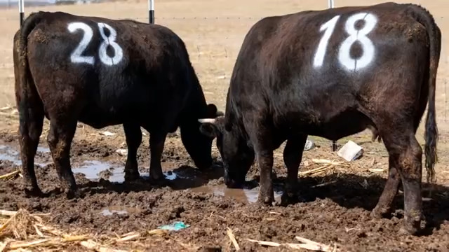  牧场编号肉牛饮水画面2323#横屏 	 