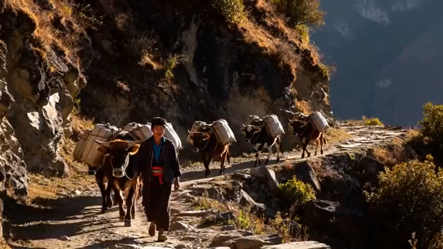 山间行人赶牛驮物画面4980#横屏 