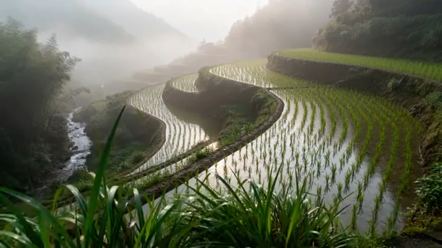 山间梯田水稻田园风光2522#横屏 