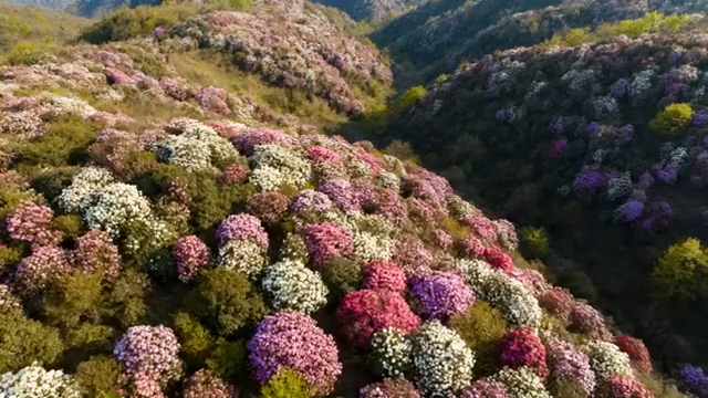 山间盛开的多彩杜鹃花946#横屏 