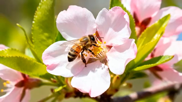  蜜蜂于花朵上采蜜特写(1)1718#横屏 	 - 