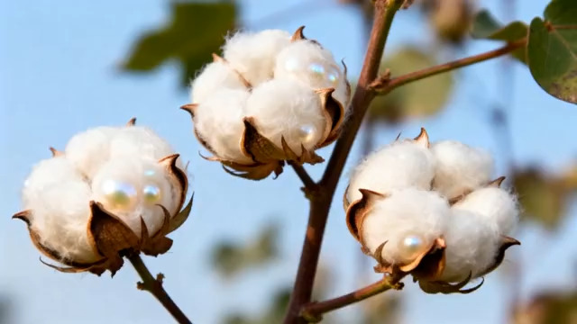  棉花植株特写素材3038#横屏 	 