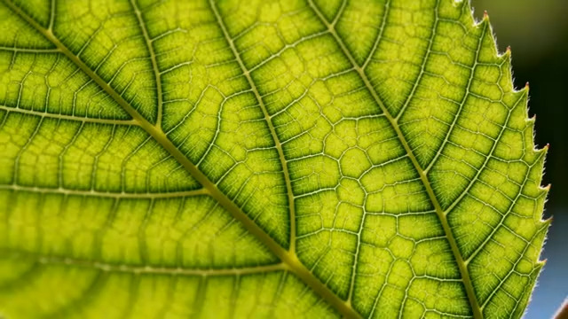  绿色树叶微距特写1210#横屏 	 